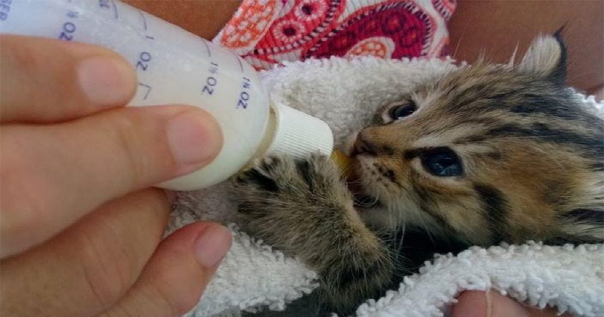 feeding cat