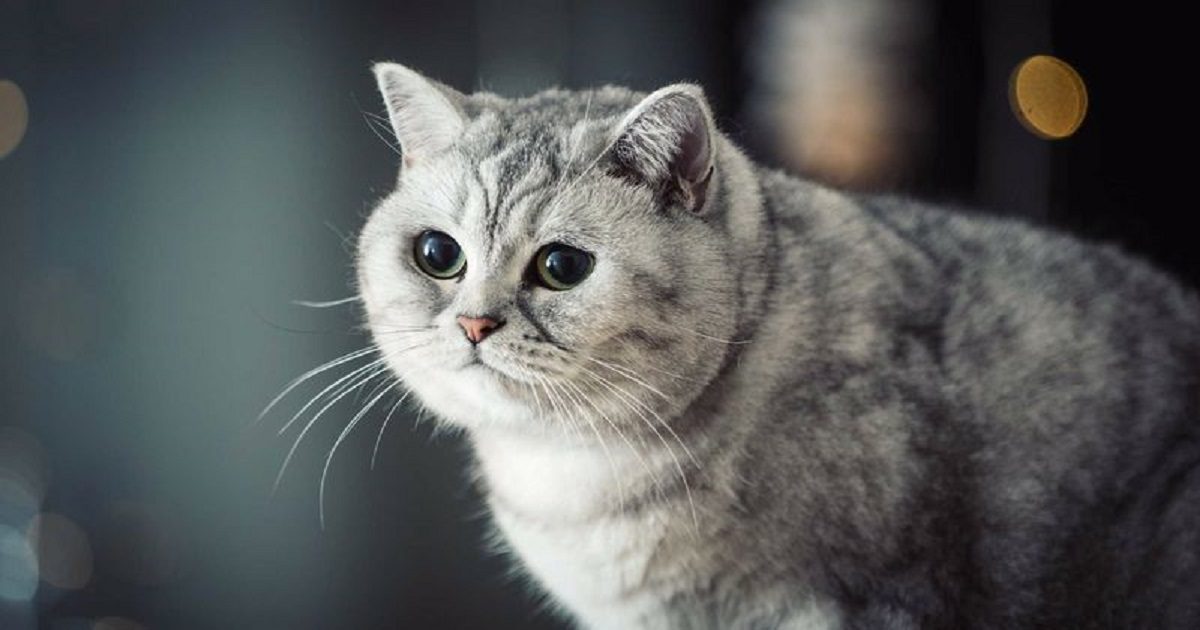 British-Shorthair