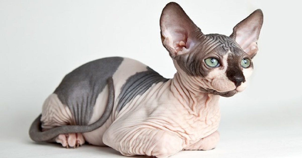 Cat sphynx