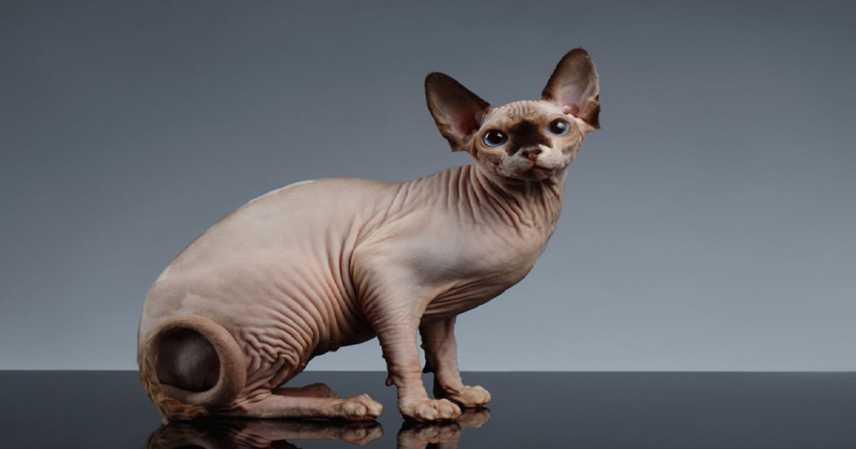 Sphynx