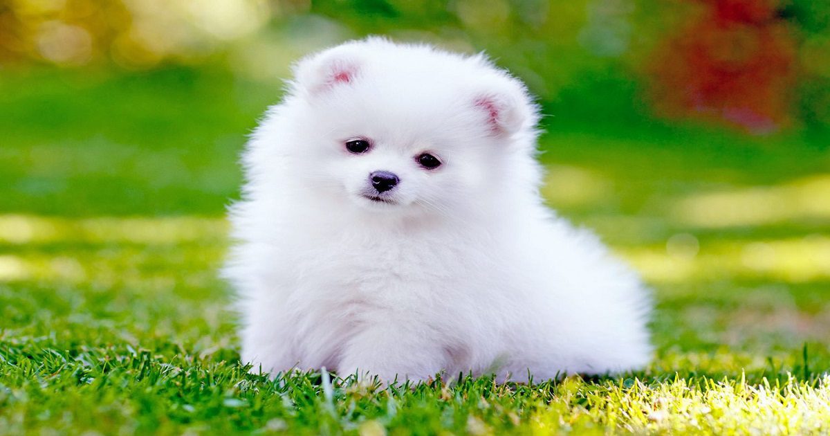 pomeranian-white-puppy