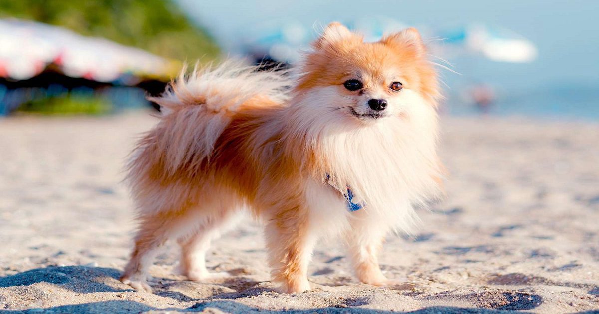 pomeranian