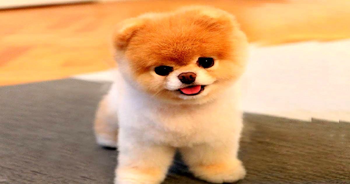 pomeranin puppy