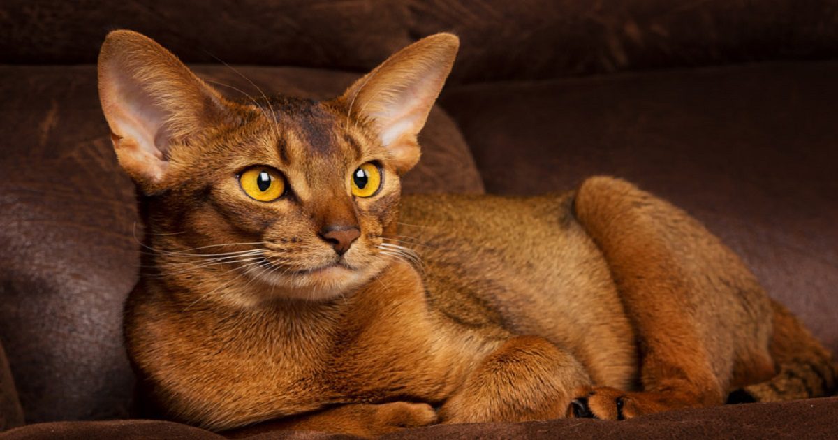 Abyssinian cat