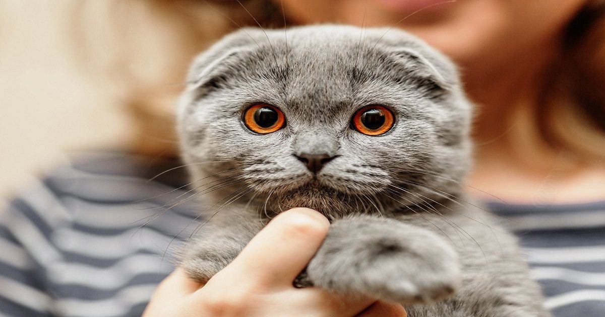 Scottish fold