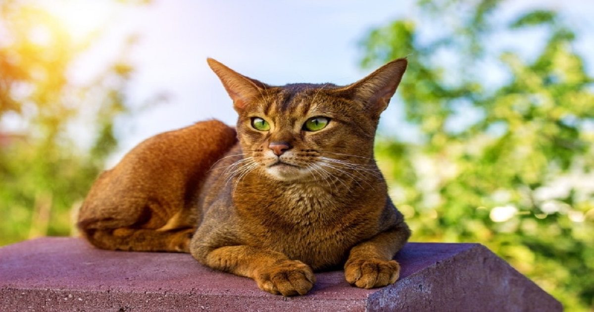 abyssinian-cat