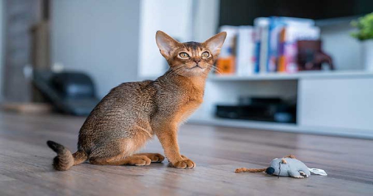 abyssinian_cat