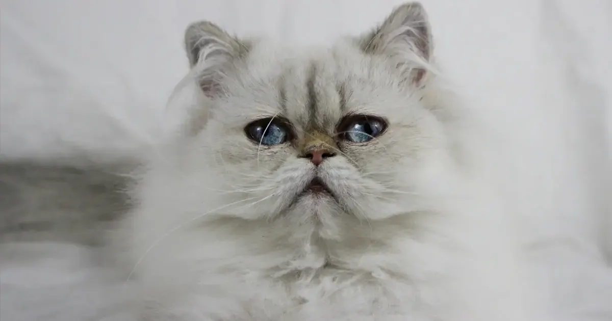 himalayan persian cat