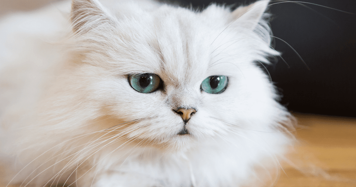 persian cat classic