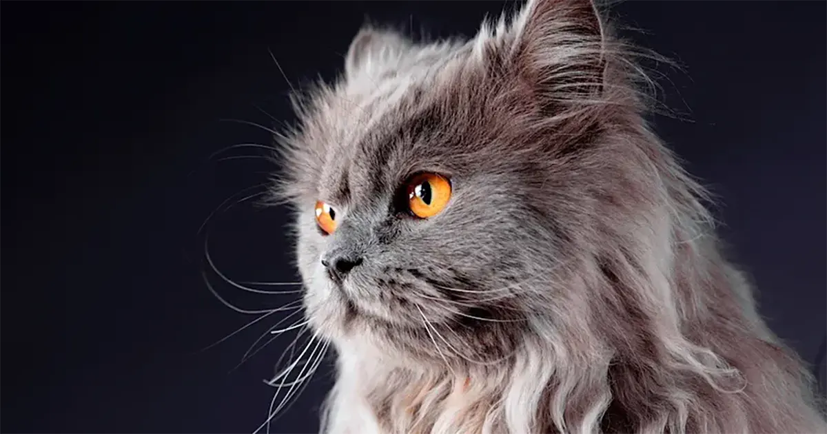 persian cat