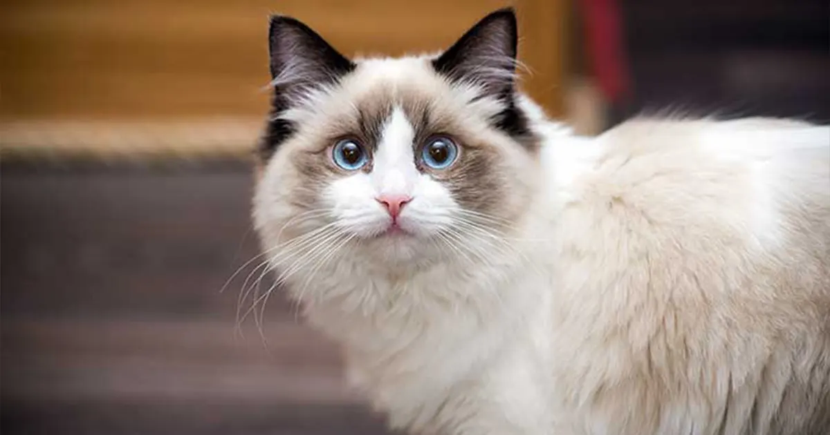 ragdoll-cat