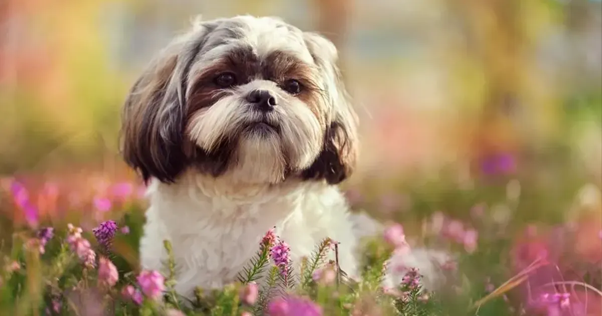 Shih-tzu-dog